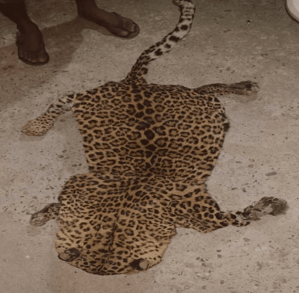 Image accompanying Two Nepalese Arrested With Leopard Skin