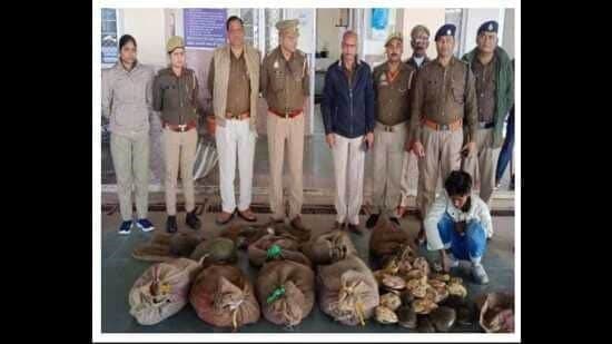 Image accompanying Two smugglers nabbed with 204 turtles