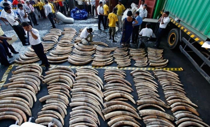 Image accompanying Over 359 African elephant tusks destroyed at Galle Face