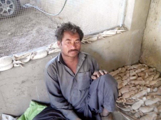 Image accompanying Wildlife officials seize 150 desert lizards