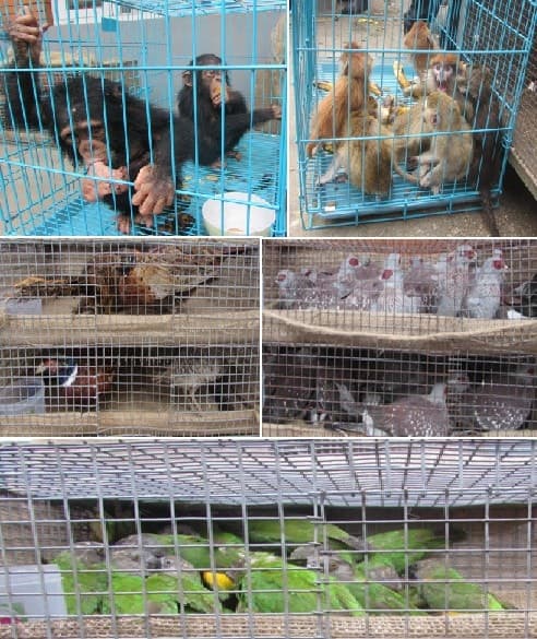 Image accompanying Wildlife Smugglers arrested from Kathmandu