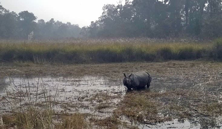 Image accompanying Chitwan National Park marks zero poaching year