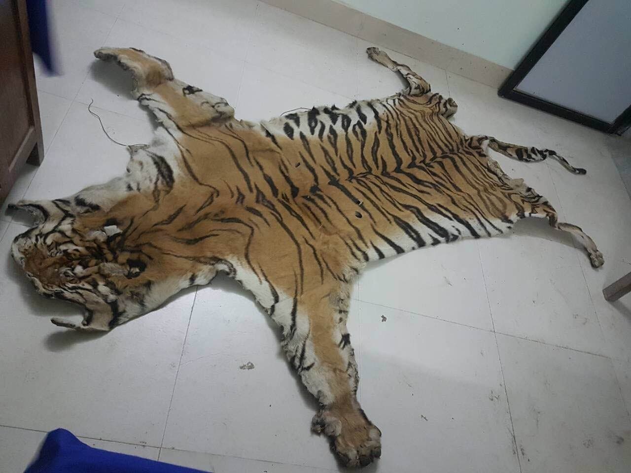 Image accompanying Man held with tiger’s hide