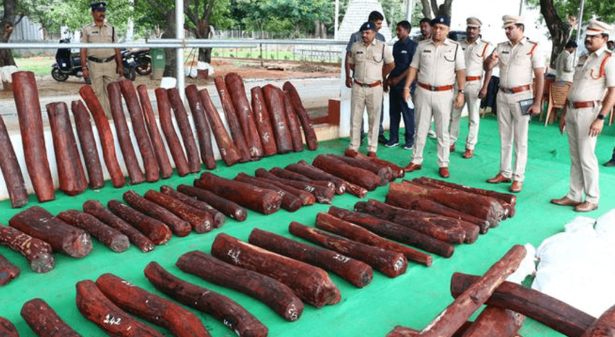 Image accompanying Red sanders smuggler held, 51 logs seized in Tirupati district