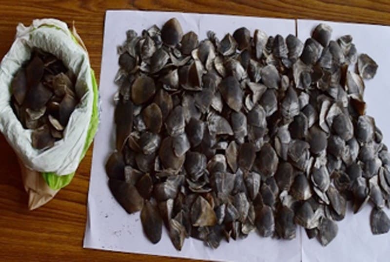Image accompanying Duo held with pangolin scales