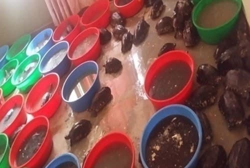 Image accompanying One held with live protected animals, birds