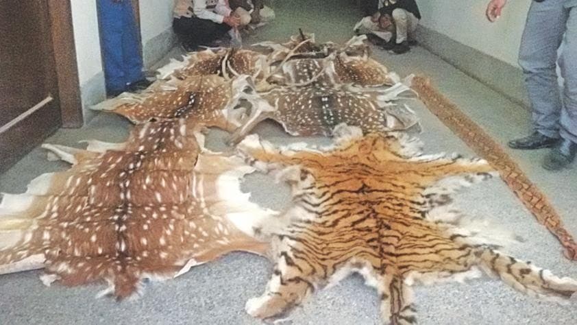 Image accompanying Wildlife trafficking sees sharp rise in Bangladesh