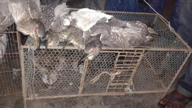 Image accompanying 200 migratory birds rescued in Mymensingh
