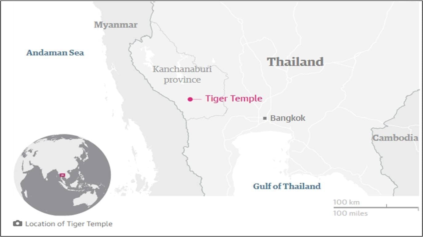 Image accompanying Forty dead tiger cubs found in freezer at Thai temple
