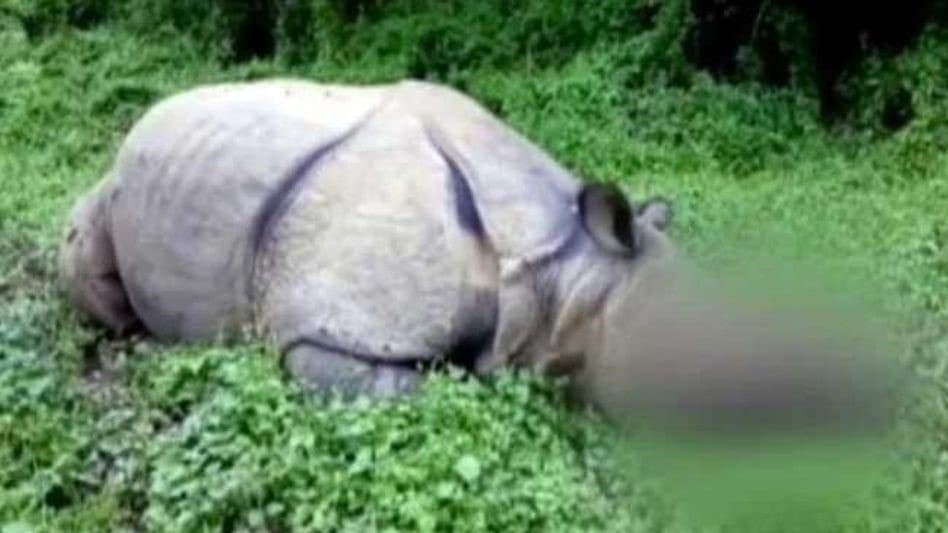 Image accompanying Rhino killed in Kaziranga National Park, poachers sever horn