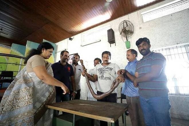 Image accompanying 3 held for attempting to sell sand boa