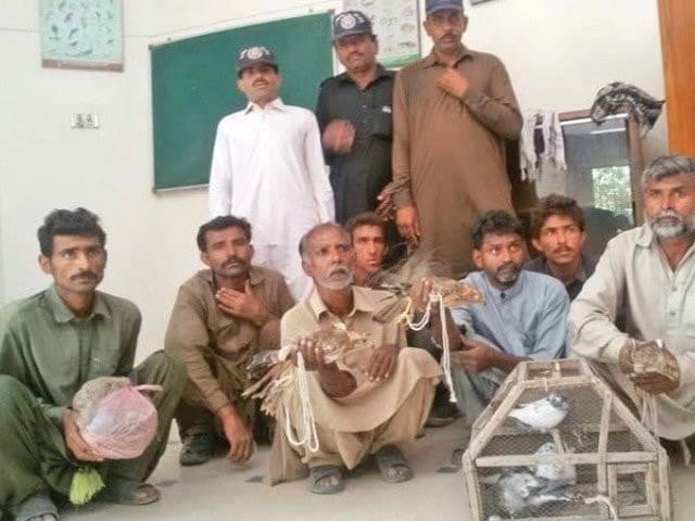 Image accompanying Wildlife dept nabs five hunters, rescues as many falcons