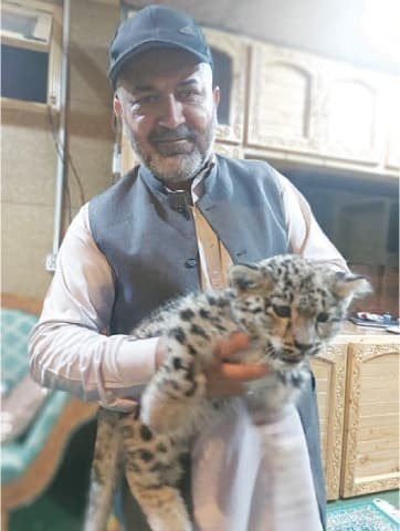 Image accompanying Snow leopard cub sold in black market recovered