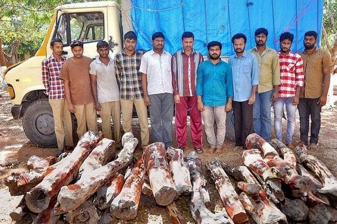 Image accompanying 11 held for red sanders smuggling