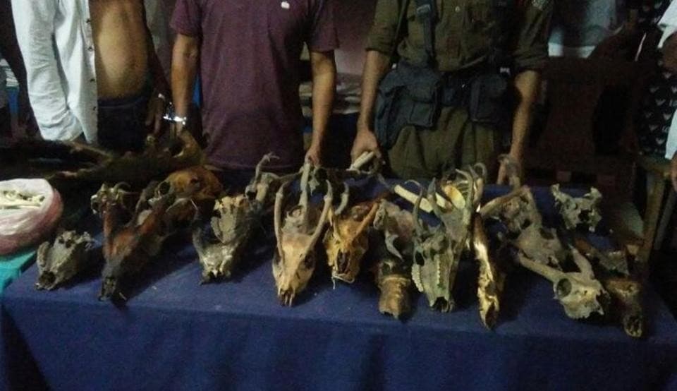 Image accompanying Huge haul of body parts of wild animals in Assam, 2 men detained