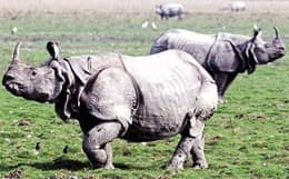 Image accompanying Poor governance leading to rhino poaching