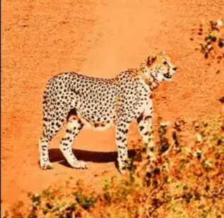 Image accompanying Poacher targeting Cheetah prey base inside Kuno national park arrested