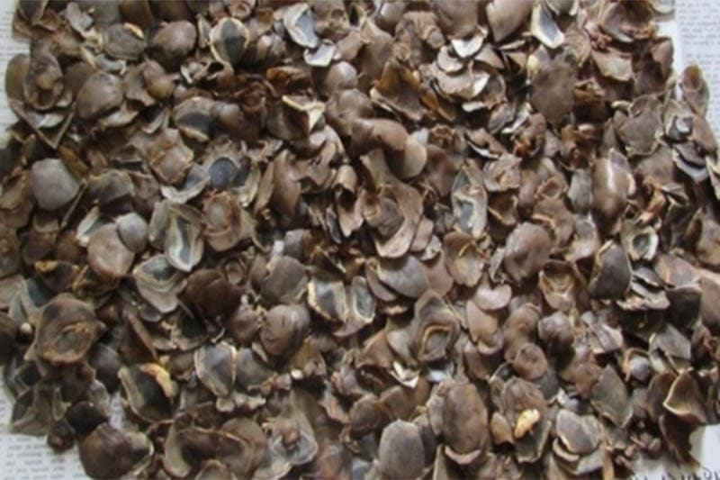 Image accompanying Two held in possession of Pangolin scales from Kathmandu