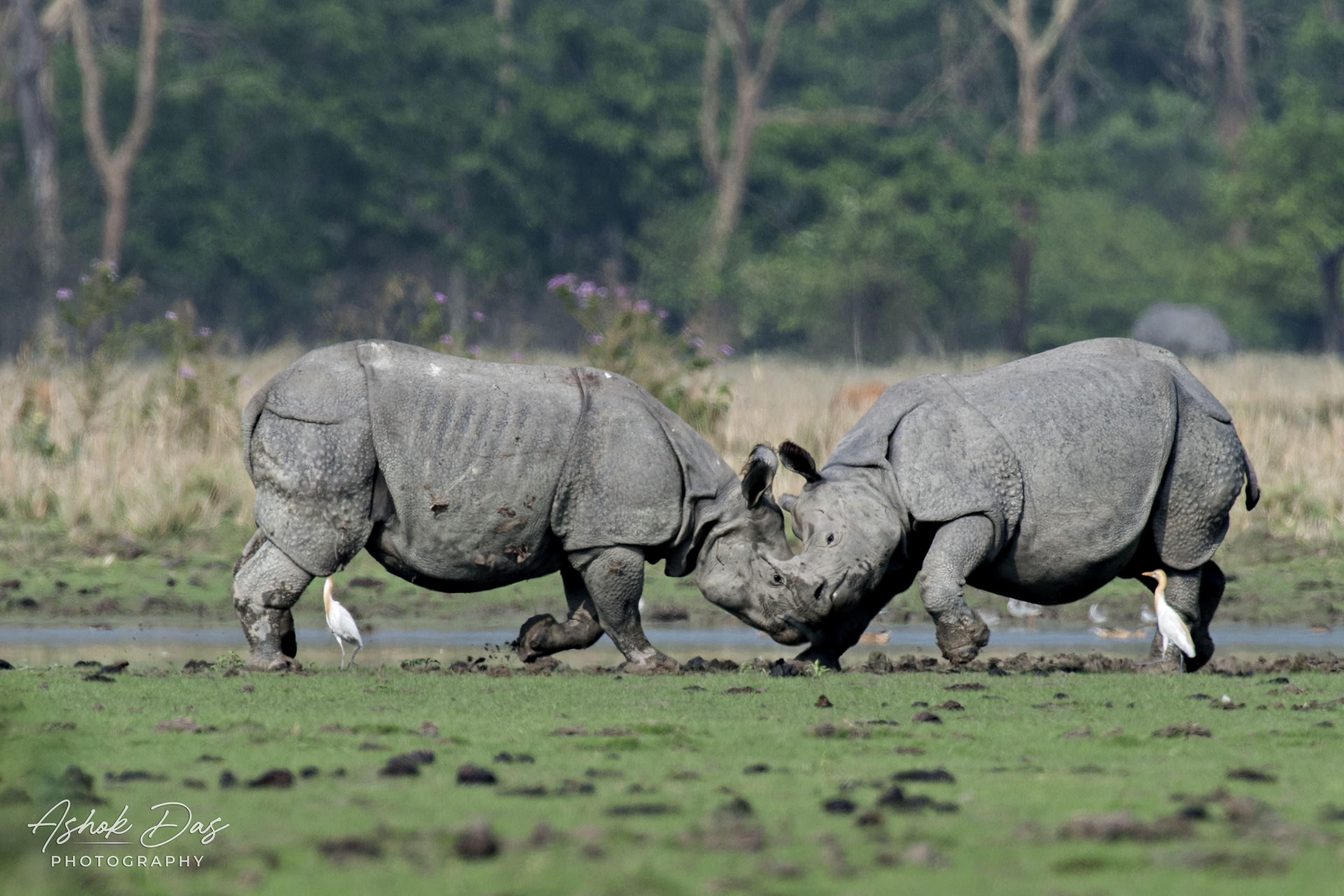 Photograph accompanying Another Kaziranga rhino killed