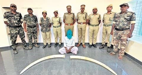 Image accompanying S K'taka poacher arrested for killing 18-year-old tusker in TN's Sathyamangalam Tiger Reserve