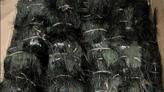 Image accompanying DRI seizes 28 lakh peacock tail feathers at Nhava Sheva Port