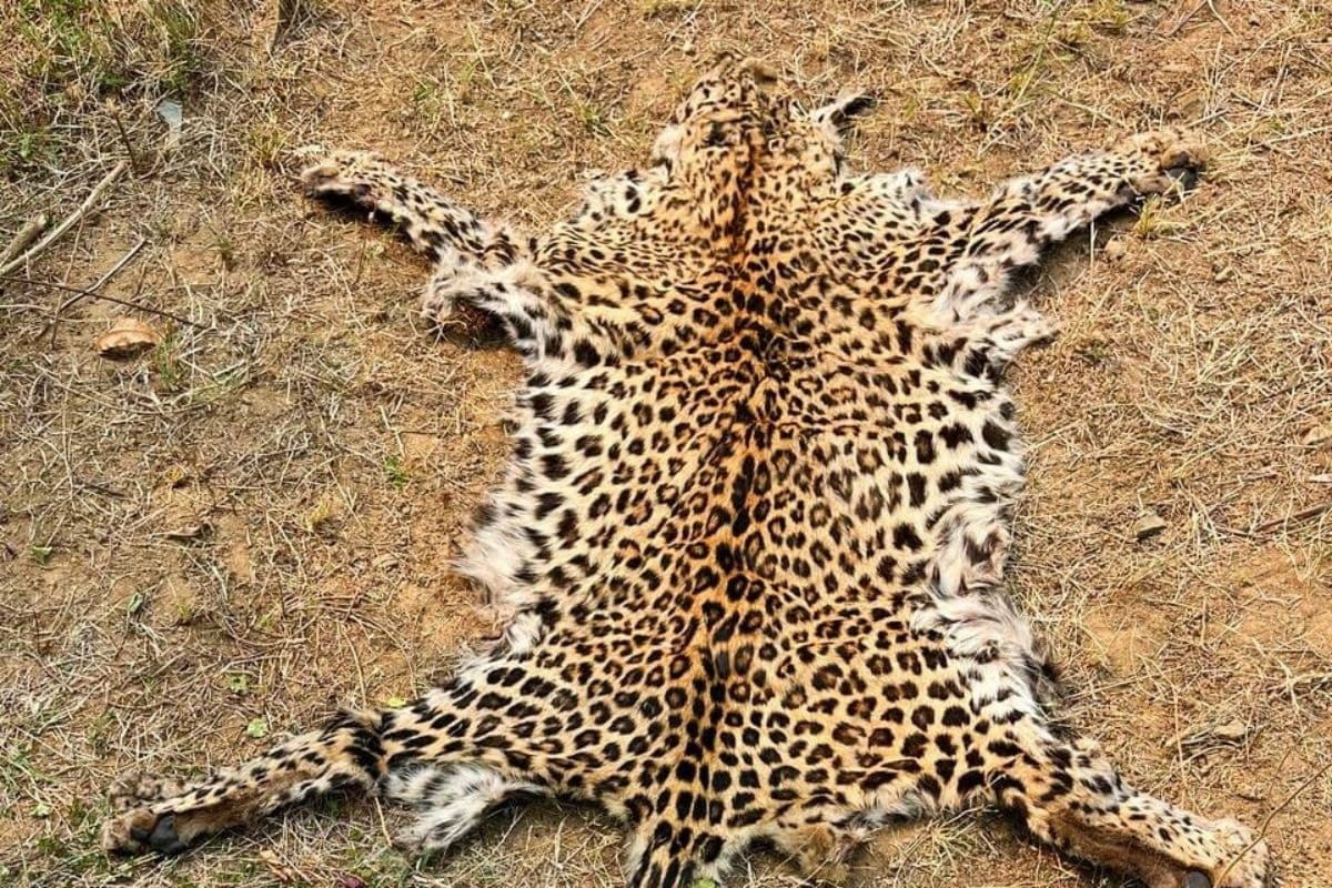 Image accompanying Leopard poaching goes unabated in Odisha