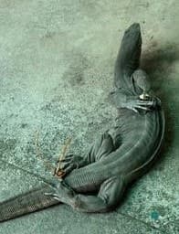 Image accompanying Illegal bushmeat trade alive and well in Krishnagiri’s Sikkarimedu village