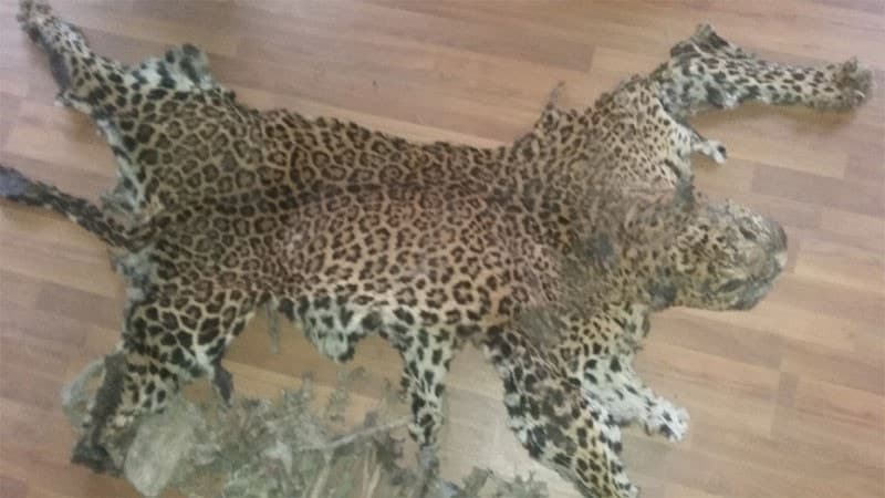 Image accompanying 2 held with leopard’s hide