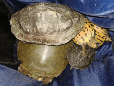 Image accompanying 48 parakeets and seven turtles recovered from 2 trucks in Malegaon