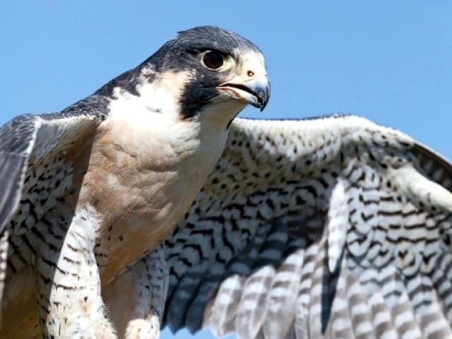 Image accompanying Caught mid-flight: 22 rare Saker falcons seized by wildlife officials
