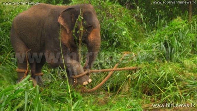 Image accompanying Two more elephants calves seized