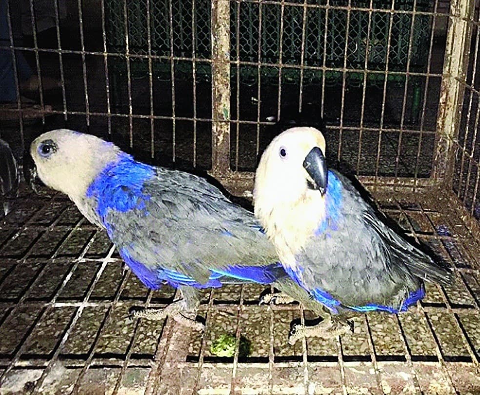 Image accompanying Blue eclectus smuggling