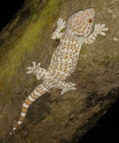 Image accompanying A trader was arrested with a Gecko