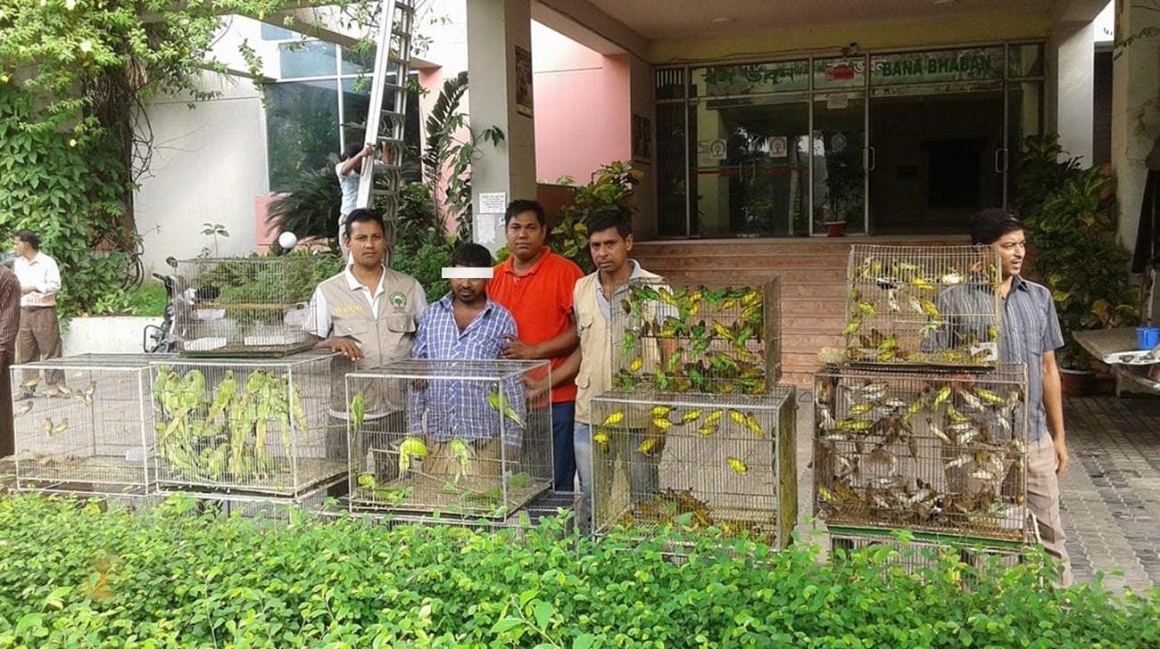 Image accompanying 600 birds seized from Savar