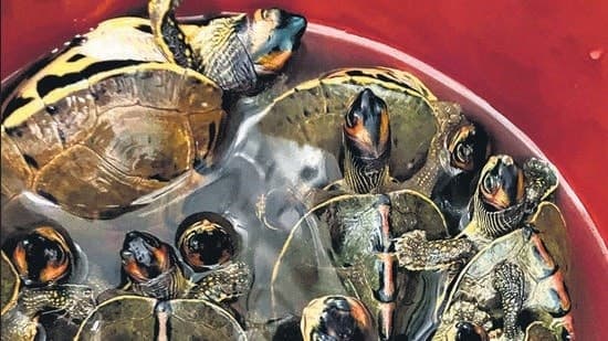 Image accompanying Wildlife smuggler nabbed carrying 100 baby turtles on a bike in Delhi