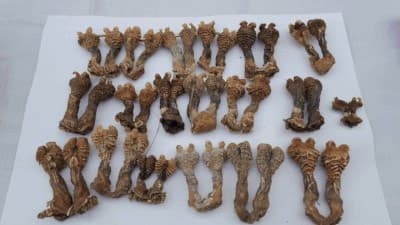 Image accompanying Joint operation catches wildlife traffickers in Gujarat and Maharashtra