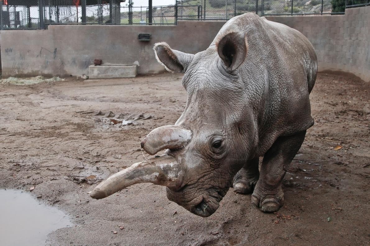 Image accompanying Only Three Northern White Rhinos Remain