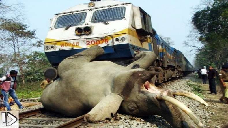 Image accompanying Tusker killed by running train in Bengal