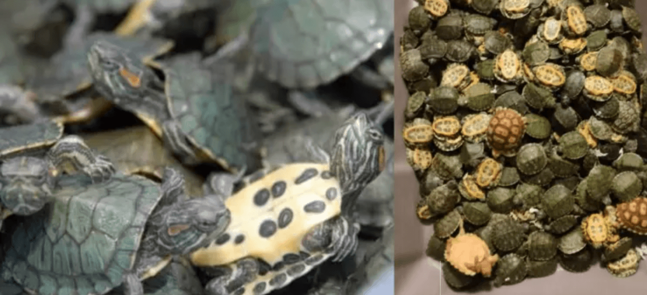 Image accompanying Customs recover 5,000 red-eared sliders from unclaimed baggage at Chennai airport